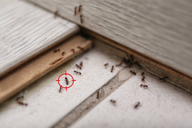 Best Mosquito Control Services  in Red Bay, AL