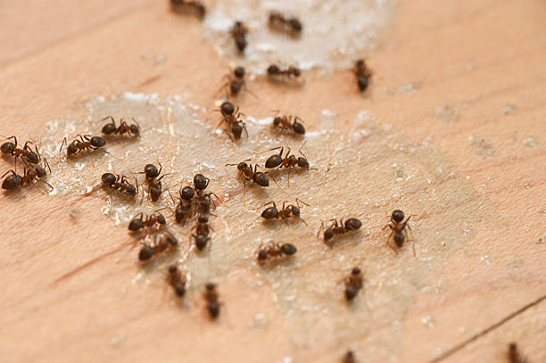Best Emergency Pest Control  in Red Bay, AL