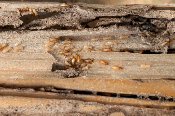 Best Mosquito Control Services  in Red Bay, AL