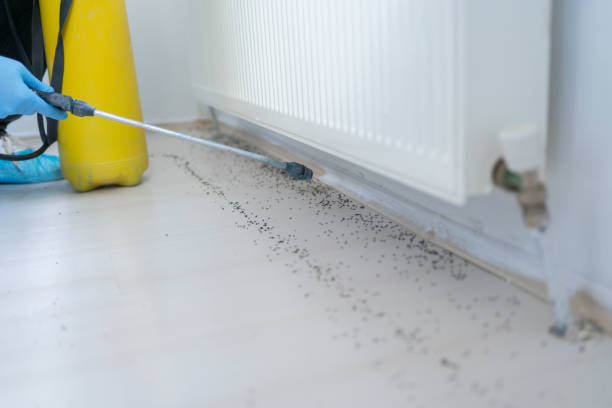 Best Rat Extermination Near Me  in Red Bay, AL